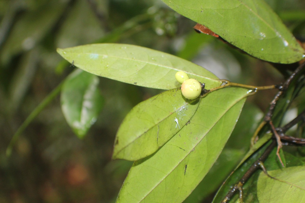 Polyalthia persicifolia (Hook.f. & Thomson) Bedd.